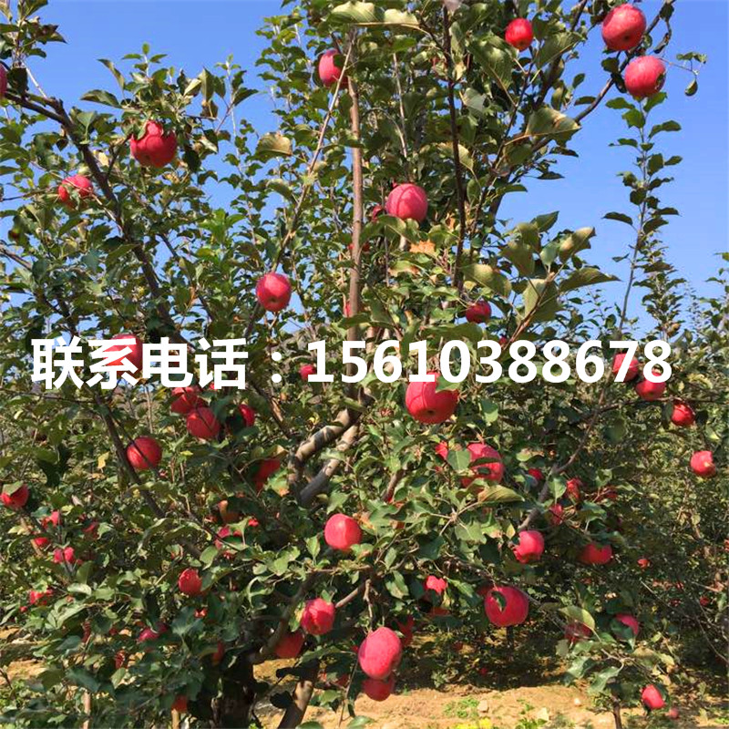 信濃金蘋果苗銷售基地