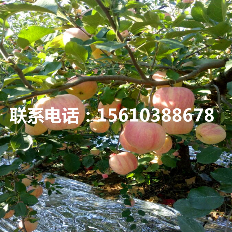 哪里批發(fā)秦冠蘋果苗、秦冠蘋果苗批發(fā)多少錢