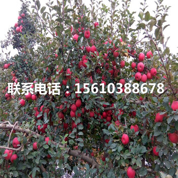 出售煙富蘋果苗、煙富蘋果苗出售基地