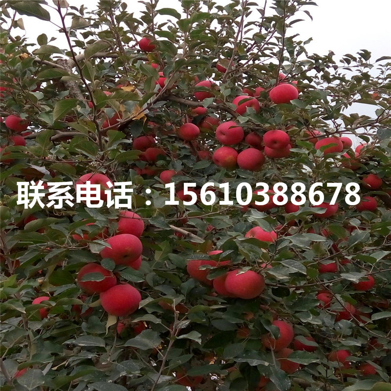響富蘋果苗哪里有