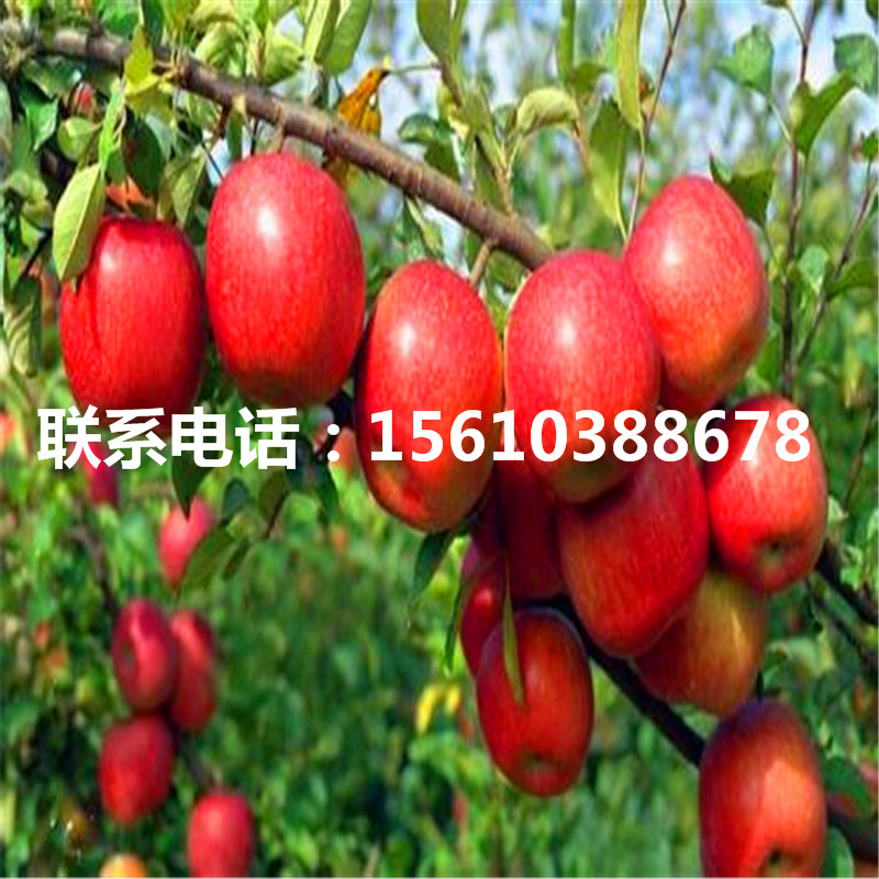 柱狀蘋果苗單價