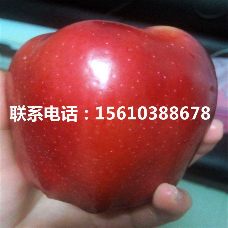 黑蘋果樹苗價格多少錢