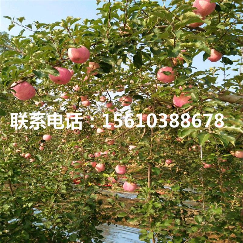 煙富10號蘋果樹苗多少錢一棵