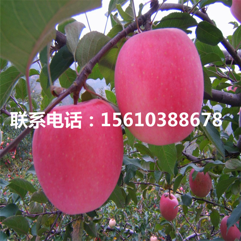 出售秦陽草莓苗、秦陽草莓苗批發價格