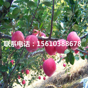 魔笛蘋果苗供應(yīng)批發(fā)