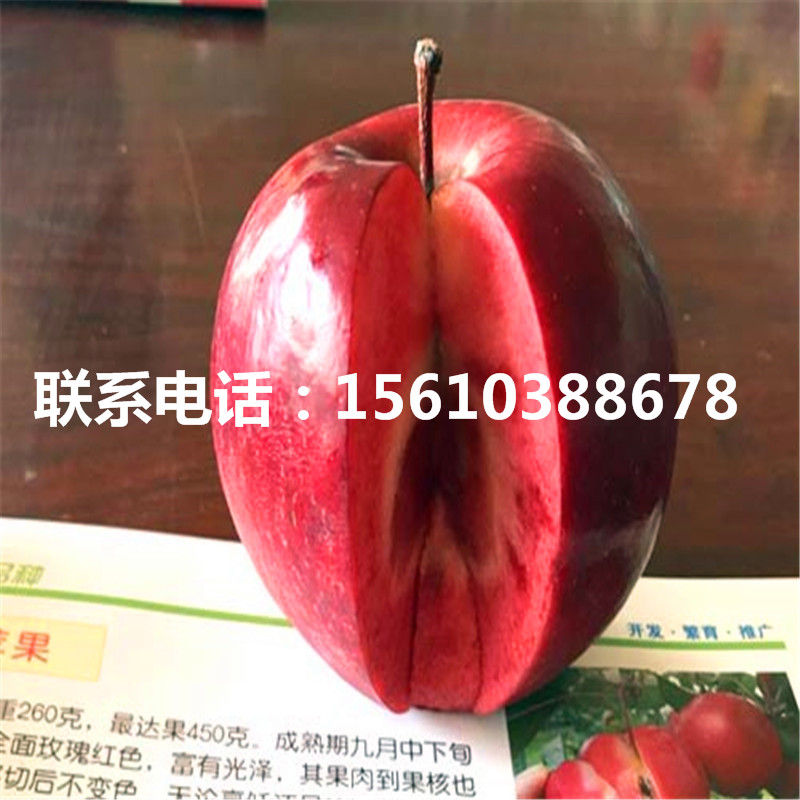 黃香蕉蘋果樹苗報(bào)價(jià)