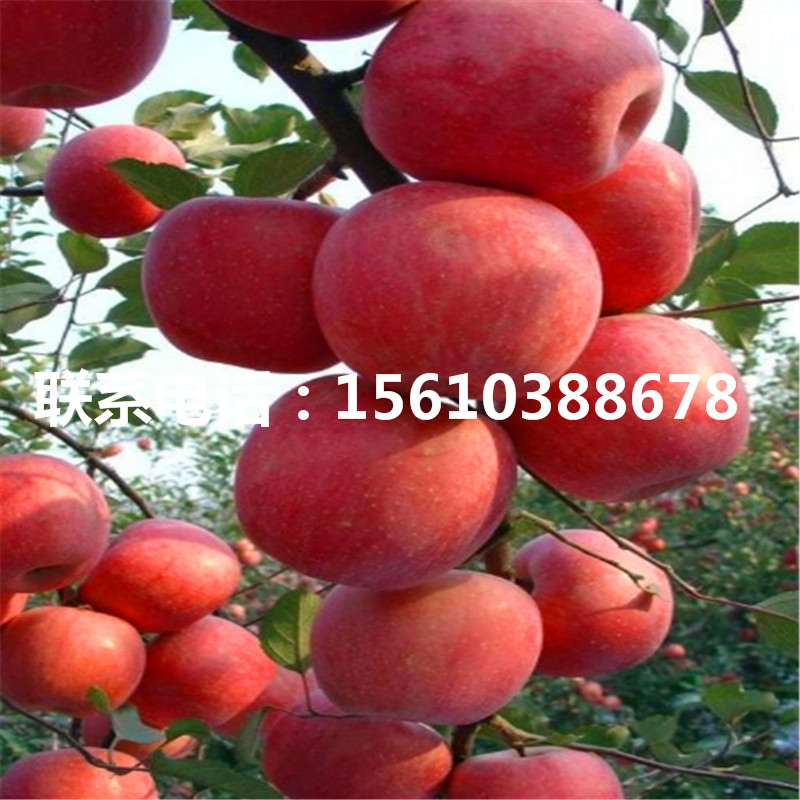 新品種拓季蘋(píng)果苗、拓季蘋(píng)果苗多少錢(qián)