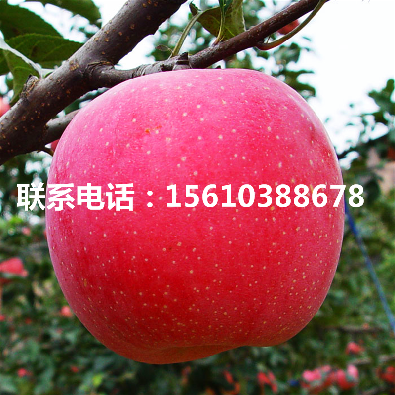 瑪麗莎蘋果苗價(jià)格