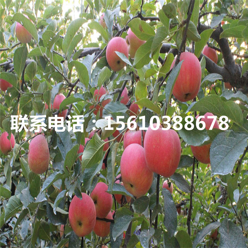 哪里有賣望香紅蘋果苗、望香紅蘋果苗價(jià)格及報(bào)價(jià)