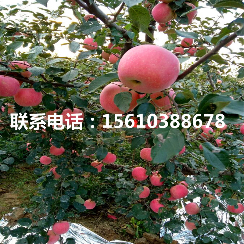瑪麗莎蘋果苗多少錢