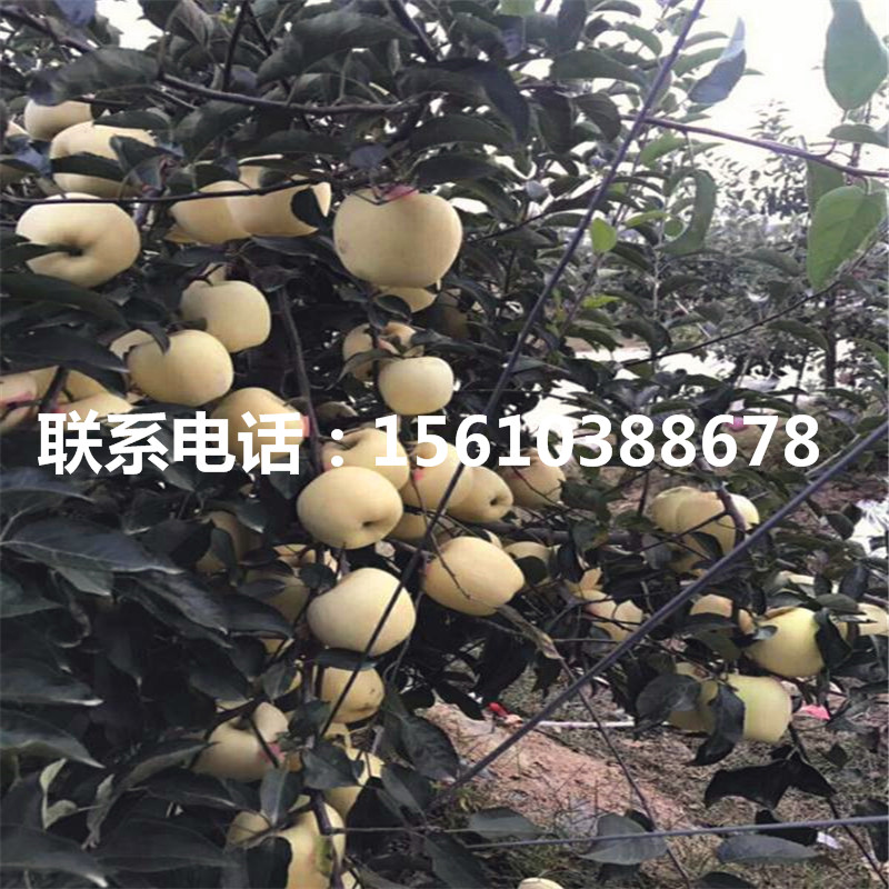 響富蘋果樹苗出售多少錢