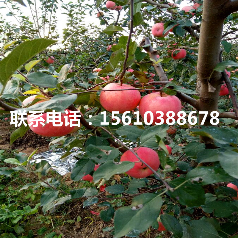 柱狀蘋果苗單價