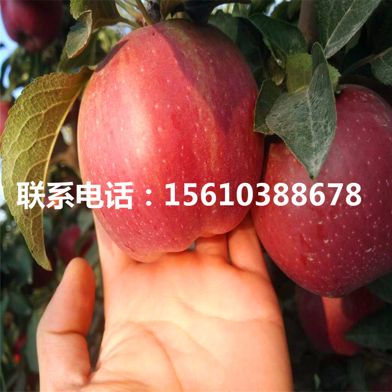 附近哪里有秦脆蘋果樹苗、秦脆蘋果樹苗批發(fā)多少錢