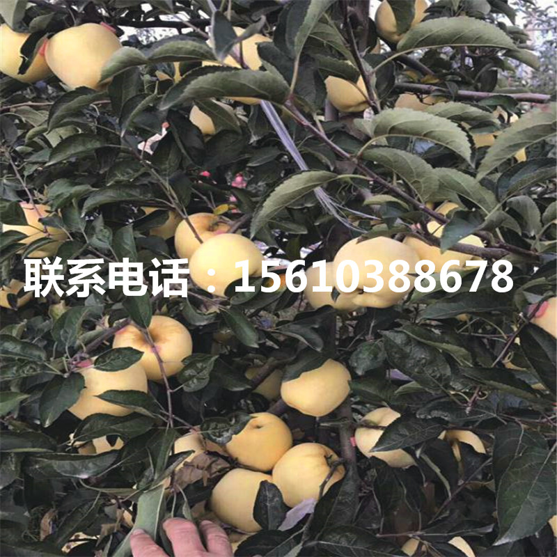 瑞雪蘋果苗單價
