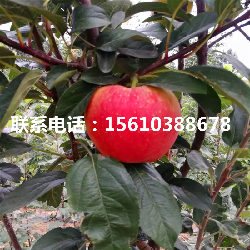 秦蜜蘋果苗價格