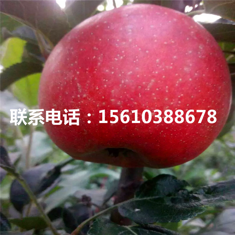蘋果小苗每日報價