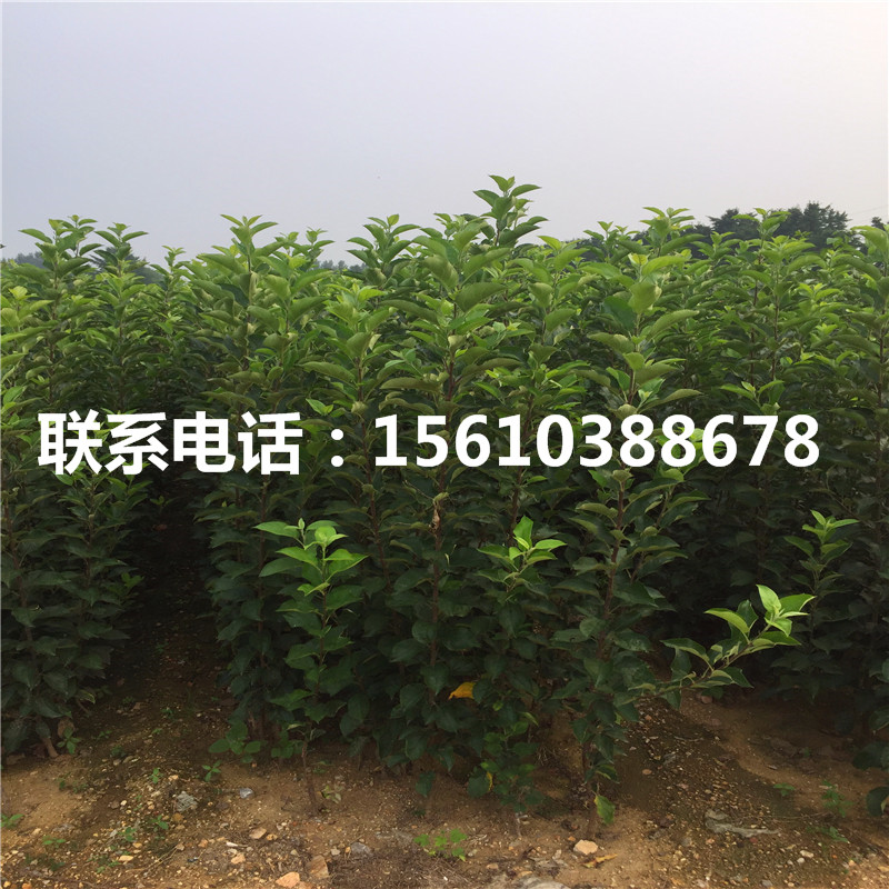 黑鉆蘋果樹苗每日報價