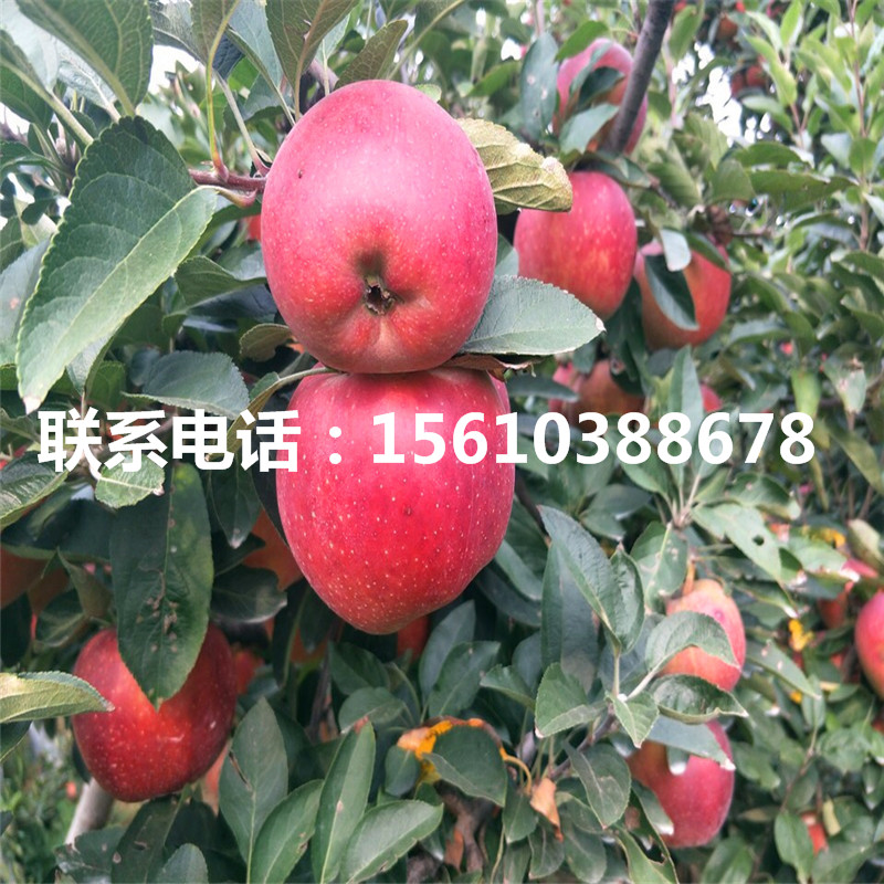 哪里有賣神富一號(hào)蘋果苗、神富一號(hào)蘋果苗報(bào)價(jià)