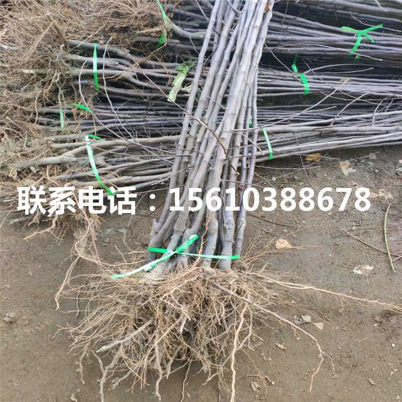 信濃金蘋果苗銷售基地