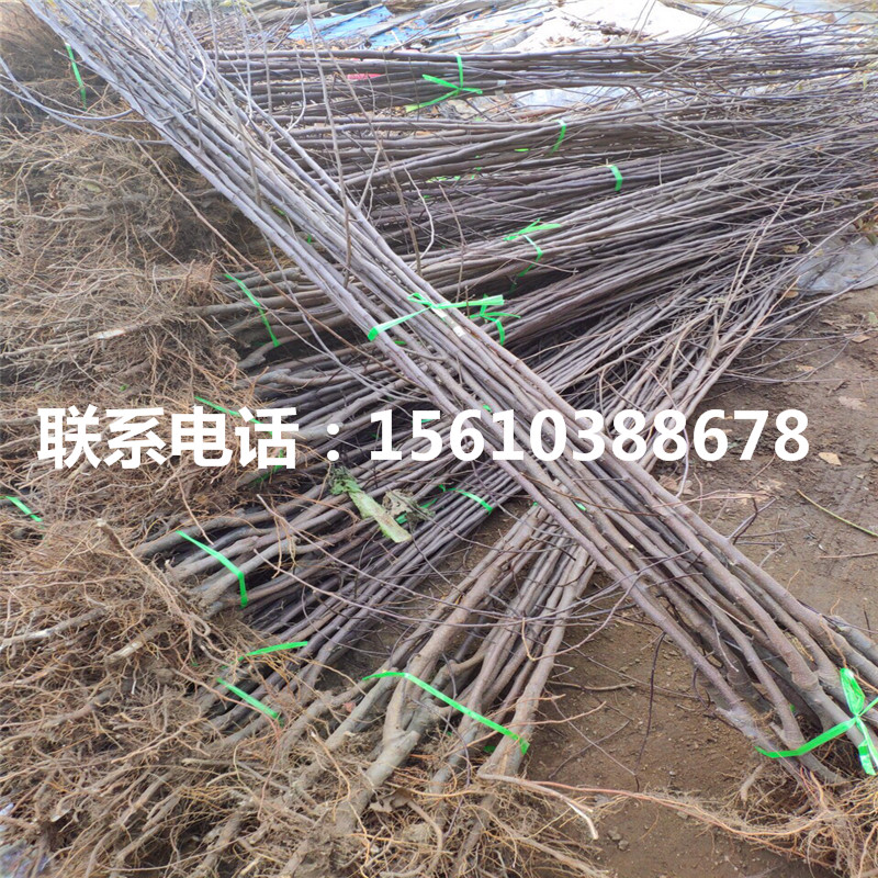 蘋果小苗價(jià)格多少錢