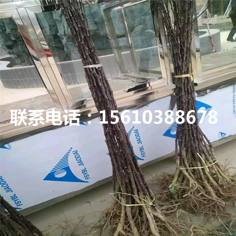 嫁接蘋果苗基地