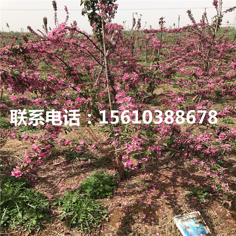 秦蜜蘋果苗價格