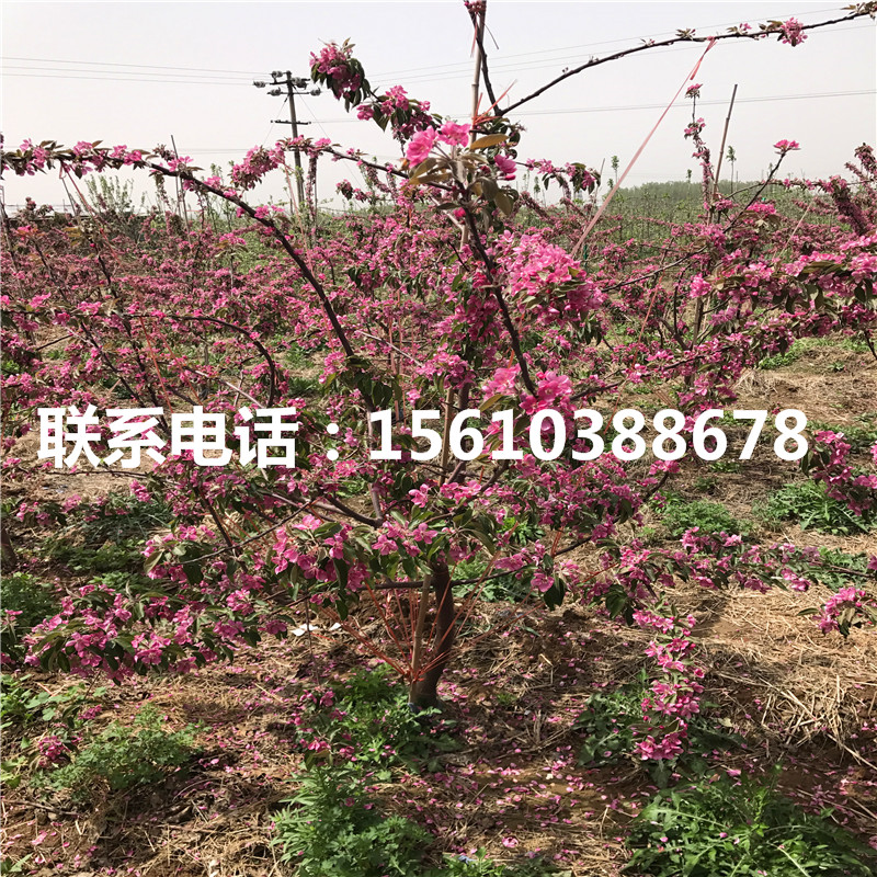 黃香蕉蘋果苗價(jià)格哪里便宜