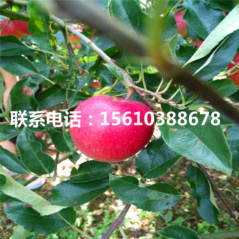 望香紅蘋果苗多少錢