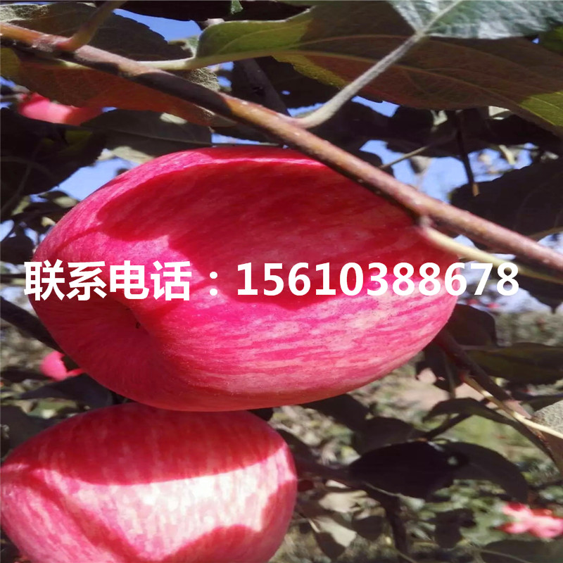 矮化蘋(píng)果樹(shù)苗出售價(jià)格