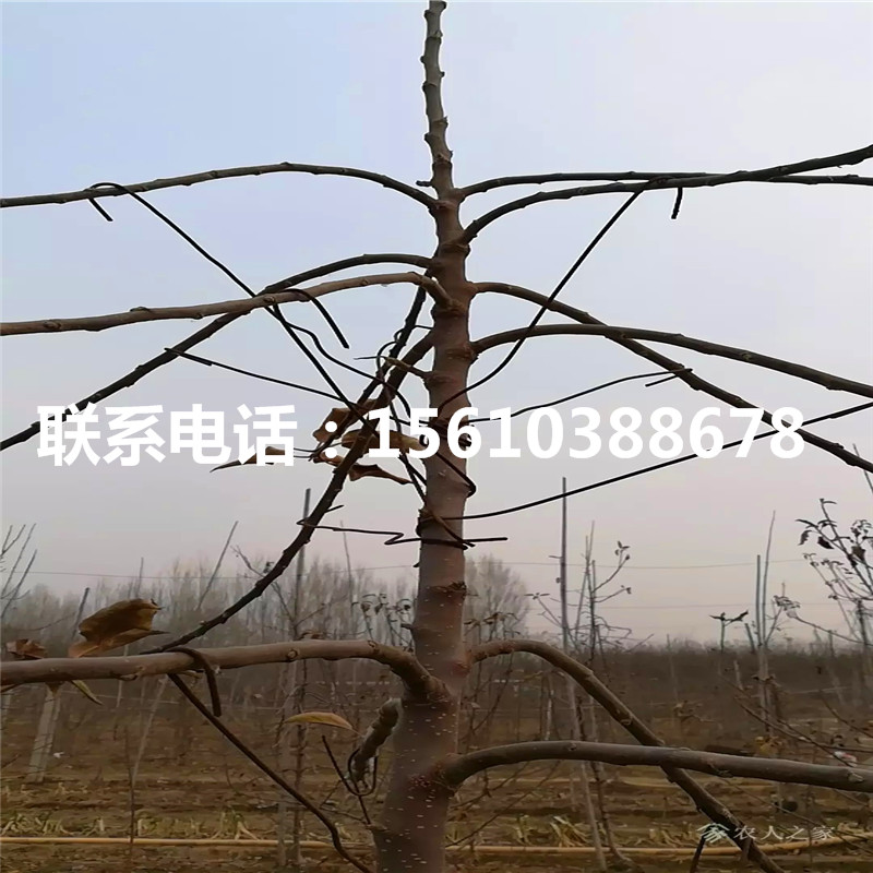 短枝蘋果苗價格哪里便宜