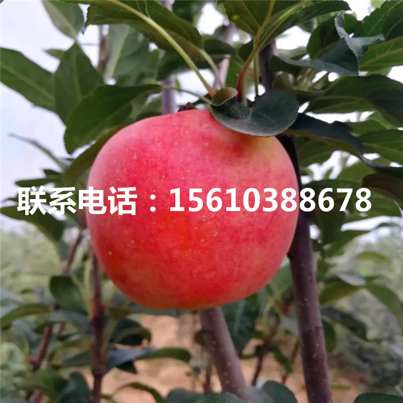 柱狀蘋果苗批發(fā)價格