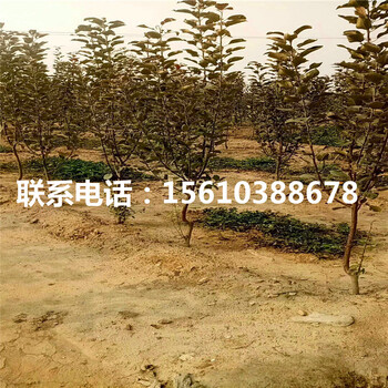 瑪麗莎蘋果苗價格