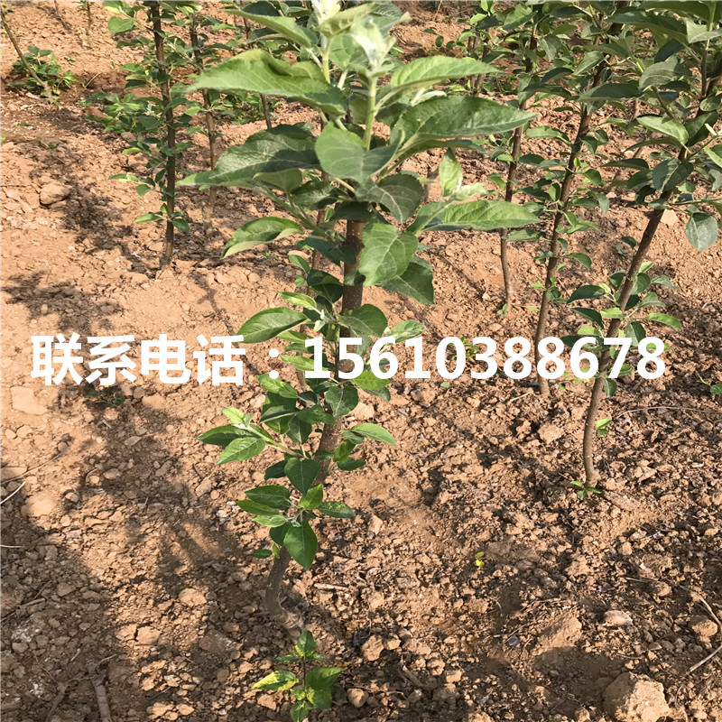 神富一號蘋果苗多少錢一棵
