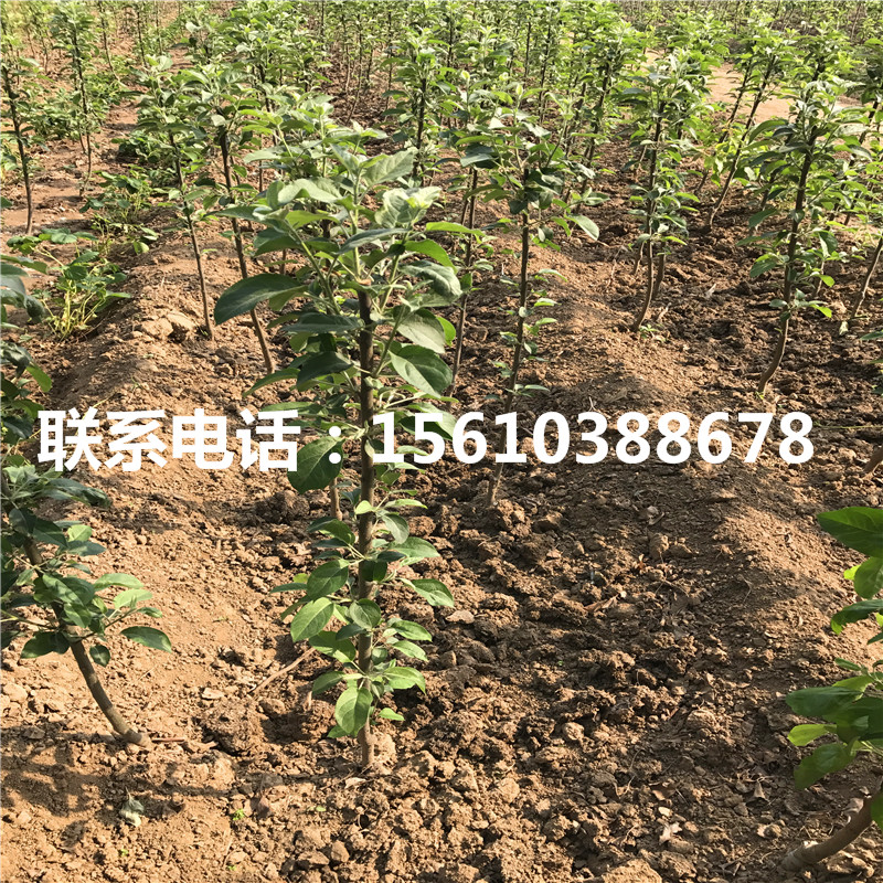 柱狀蘋果樹苗多少錢一棵