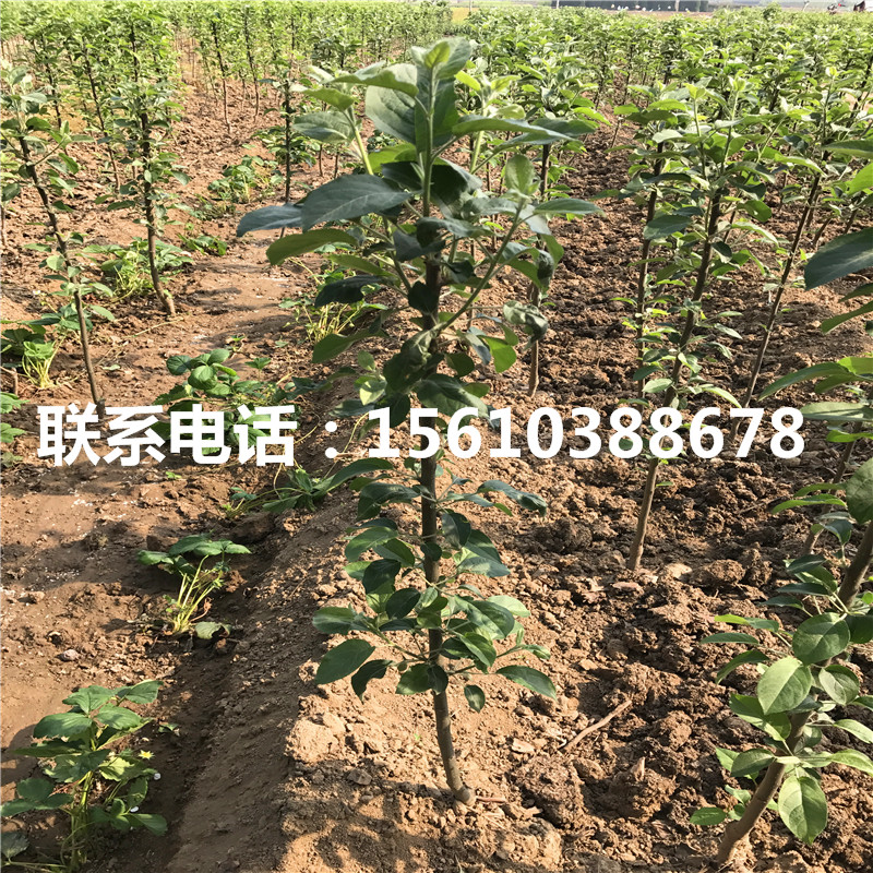 秦冠蘋果苗哪里有
