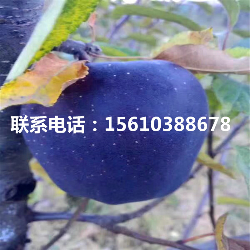 響富蘋果樹苗出售多少錢