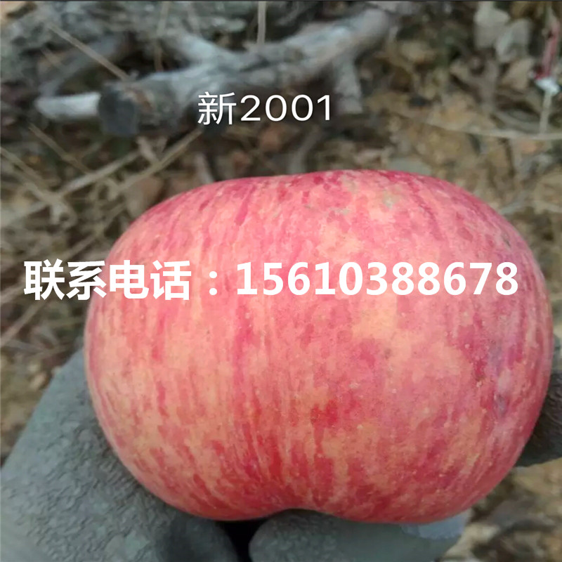 新品種明月蘋(píng)果苗、明月蘋(píng)果苗報(bào)價(jià)