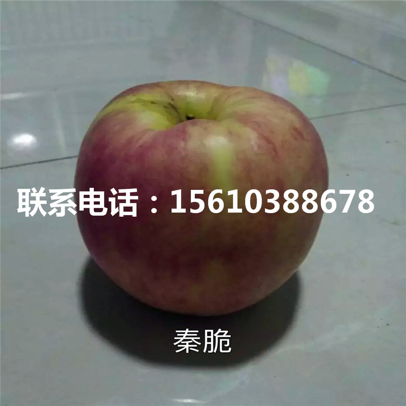 黑鉆蘋果樹苗每日報價