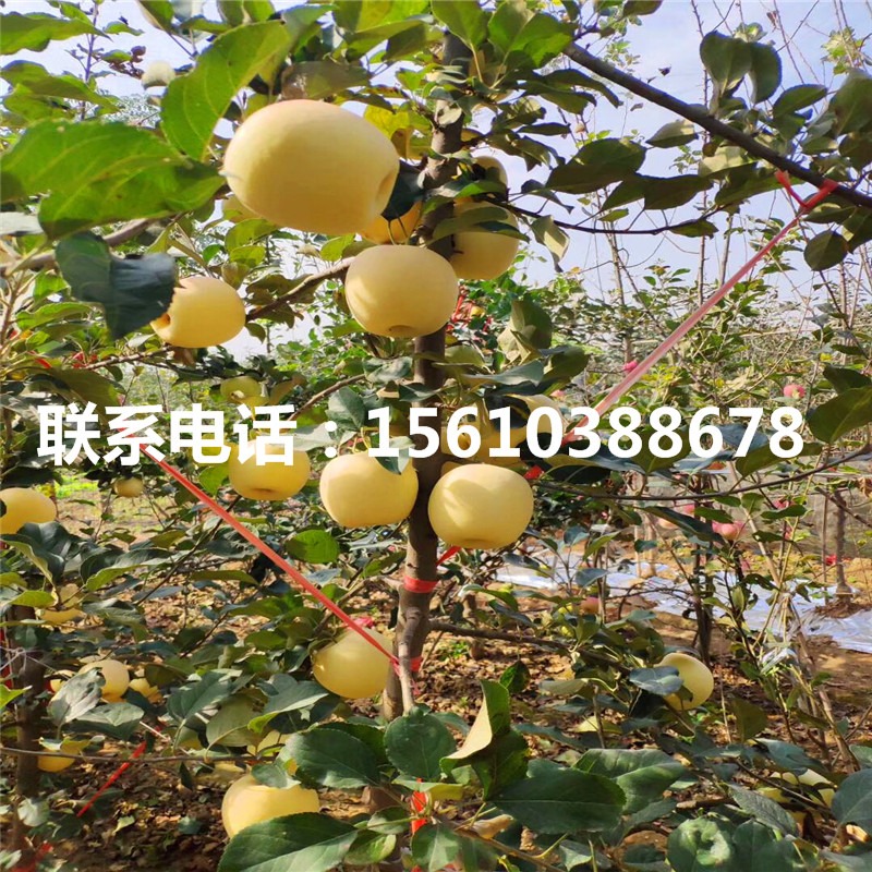 紅色之愛蘋果樹苗批發(fā)價格