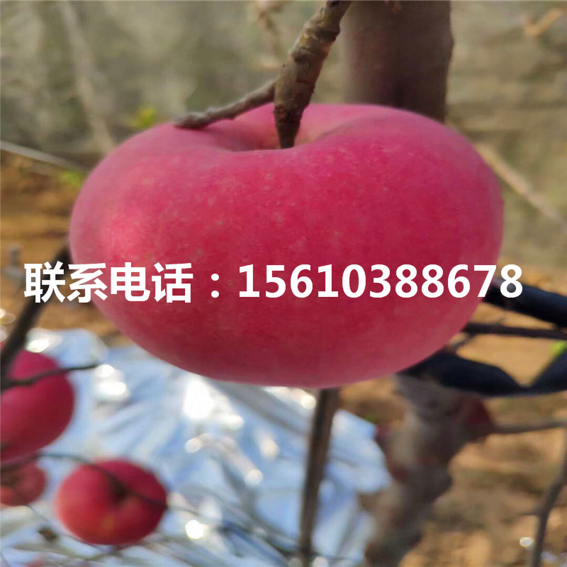 錦繡海棠樹苗價(jià)格