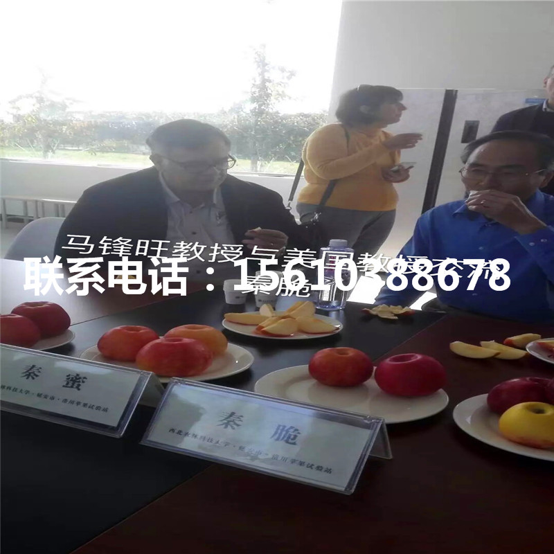 柱狀蘋果樹苗多少錢一棵