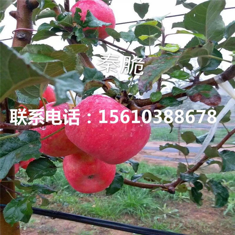 秦冠蘋果苗哪里有