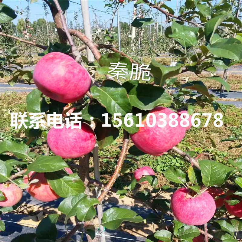 出售水蜜桃蘋果苗、水蜜桃蘋果苗多少錢一棵