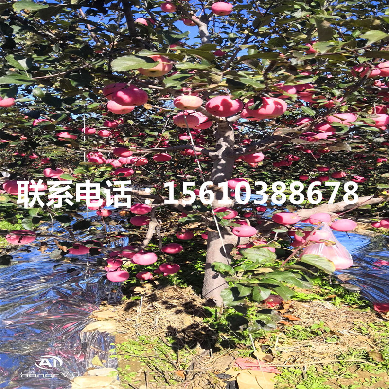 早生富士蘋果苗出售多少錢