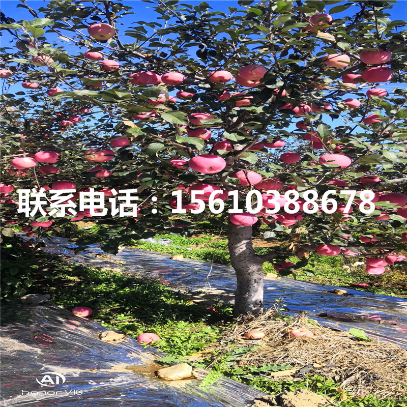 黃元帥蘋果苗價(jià)格多少錢