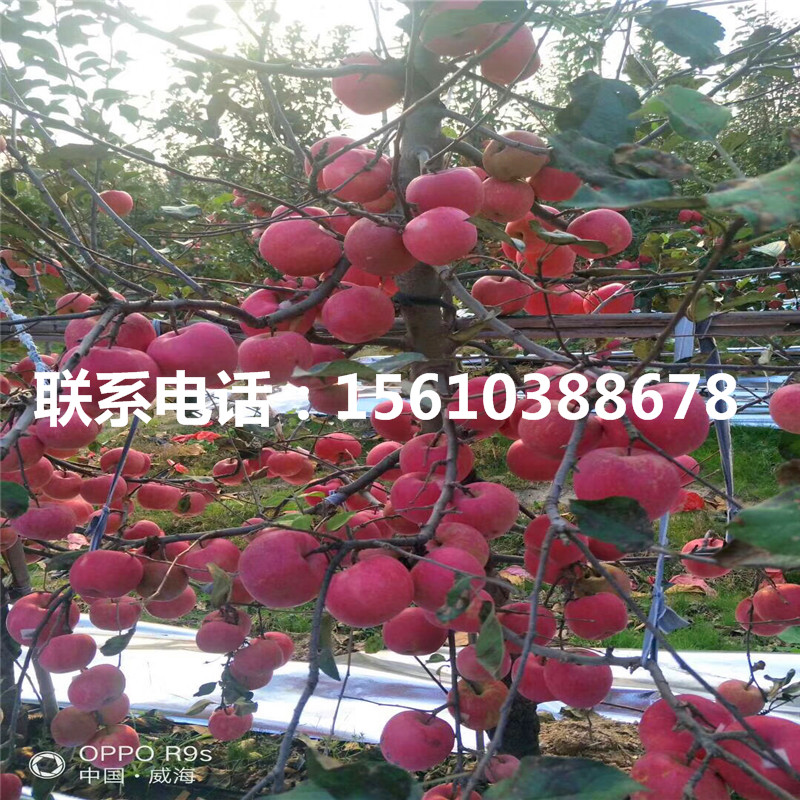 瑞雪蘋果苗單價