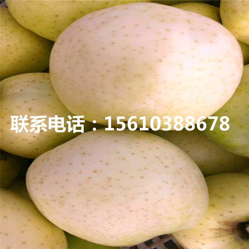 蘋果樹苗銷售基地