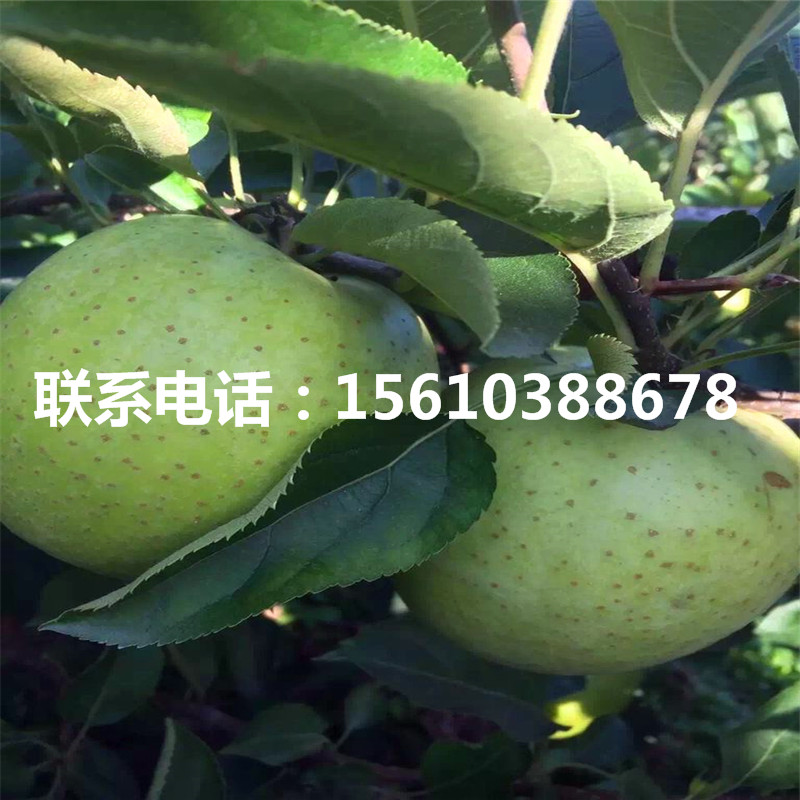 瑪麗莎蘋果樹苗每日?qǐng)?bào)價(jià)