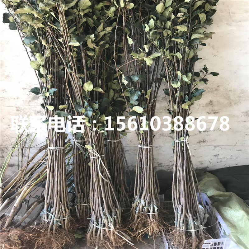 m26蘋果樹苗價(jià)格