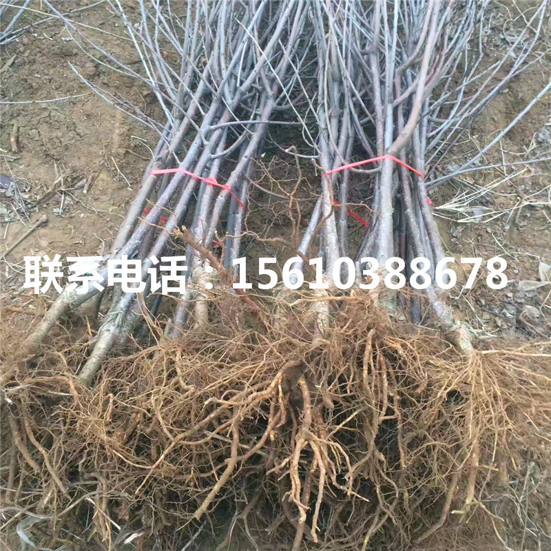 寒富蘋果樹苗批發(fā)價格